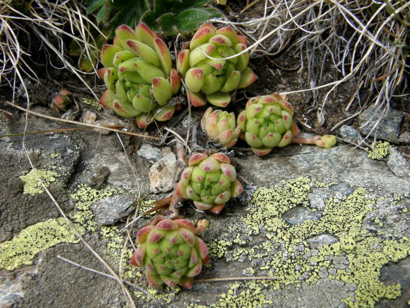 montanum ssp. montanum from Gornergrat (Riffelberg)