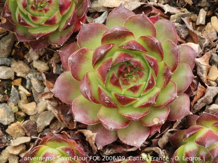 tectorum var. arvernense from Saint-Flour