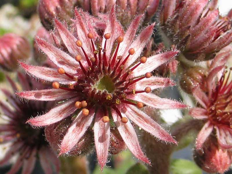 tectorum from La Tournette