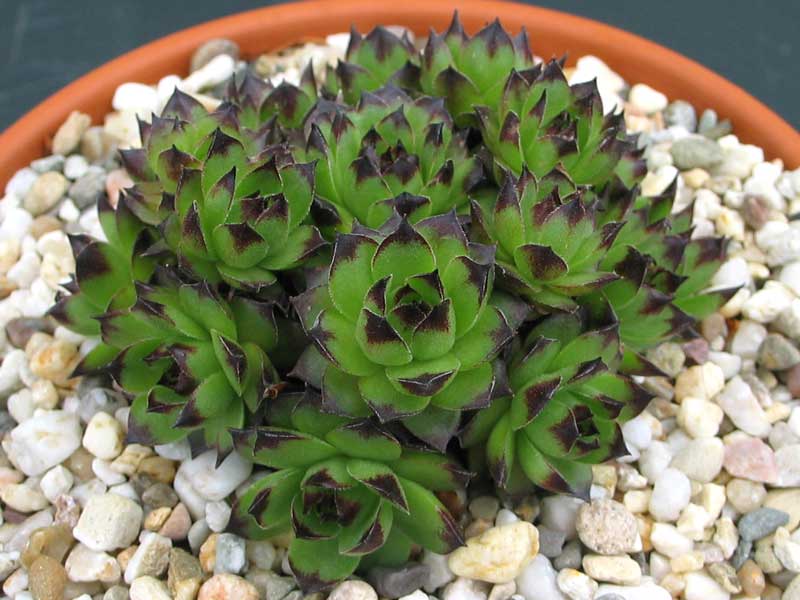 tectorum from Marchastel