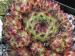tectorum var. tectorum (boutignyanum) from Pla de la Barraca