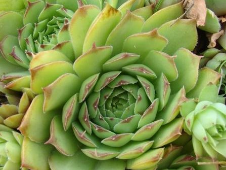 tectorum from Col de Tende