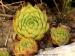 tectorum from Embrun