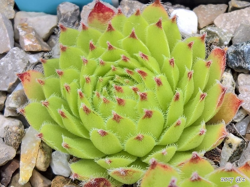 Kerneri
