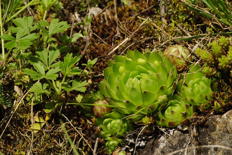 globiferum ssp. globiferum from Srbsko, Steinbruch Na Chlumu