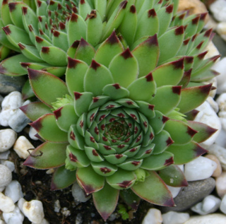 calcareum from Céüse (Typ nanus) 5