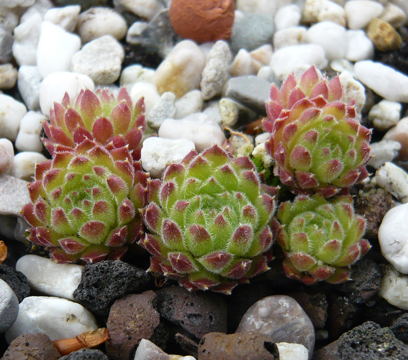 pumilum (dominii)
