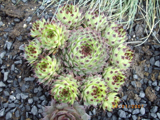 calcareum2