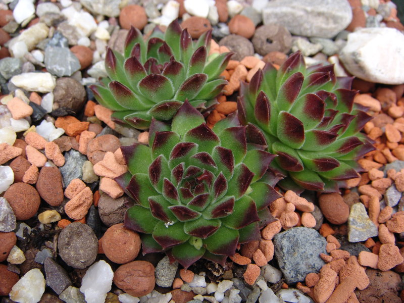 ossetiense