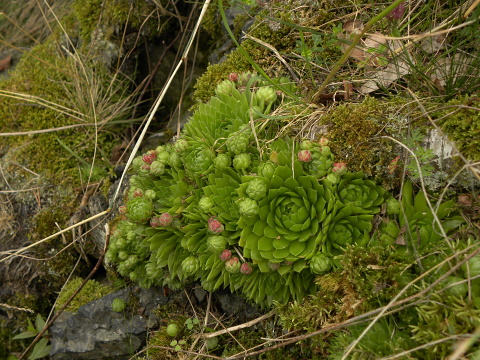 globiferum ssp. globiferum from Krsy