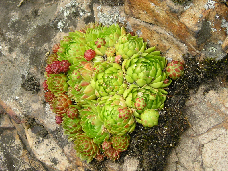 globiferum ssp. globiferum from Burg Žebrák, Točník