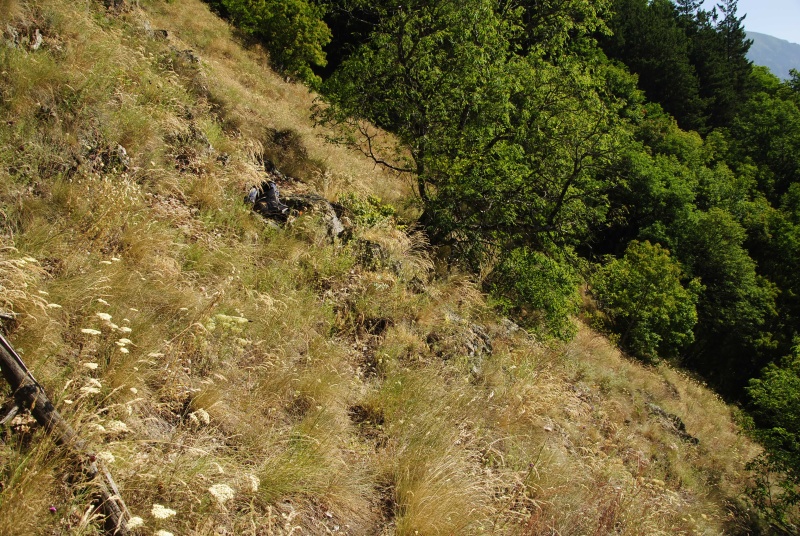 leucanthum x S. marm. ssp. erythraeum from Abhang ob. Bačkova Češma