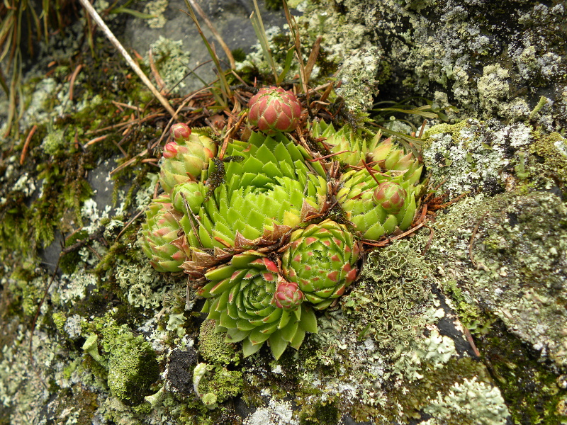 globiferum ssp. globiferum from Fluss Teplá, PR Údolí Teplé