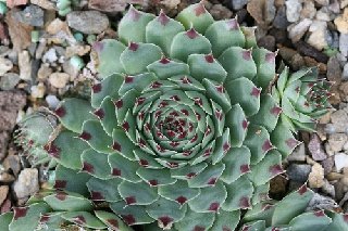 calcareum from Antonio Realdo 2