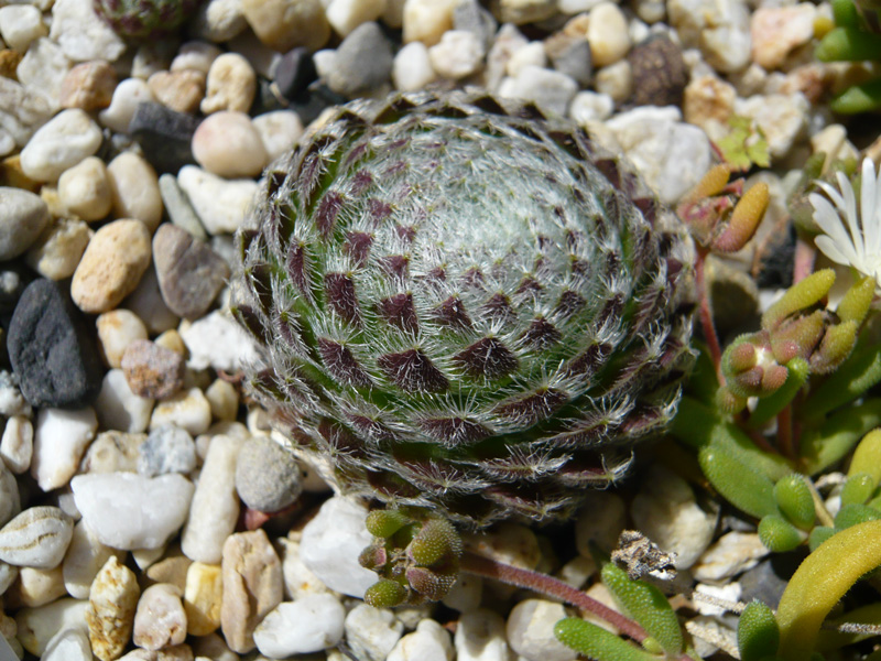 ciliosum ssp. octopodes from Mali Hat