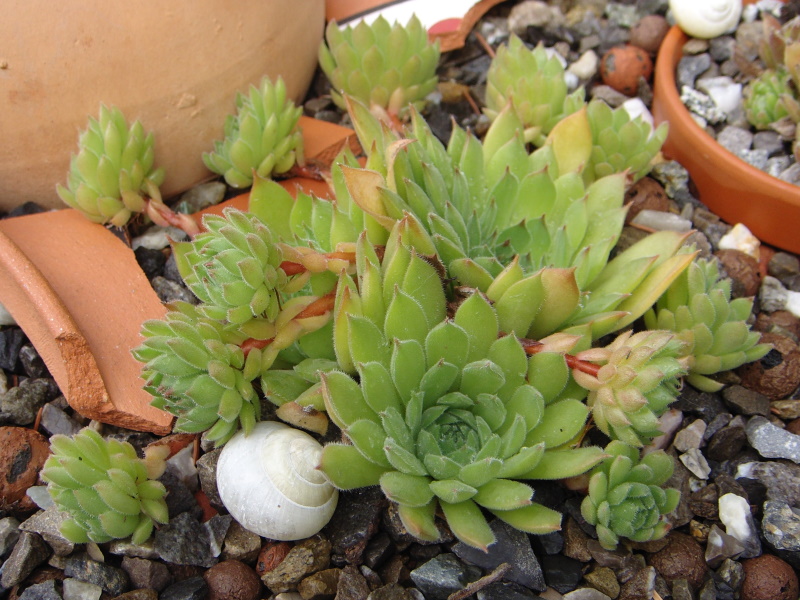 marmoreum (stoloniferum)