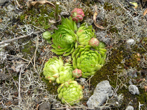 globiferum ssp. globiferum from Kozelka