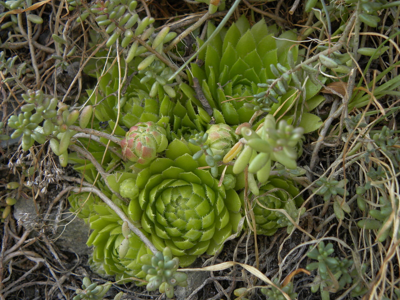 globiferum ssp. globiferum from Blansko, Zusammenfluss