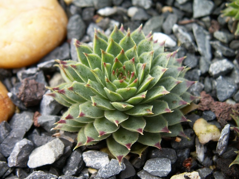 calcareum from Céüse (Typ nanus) 4
