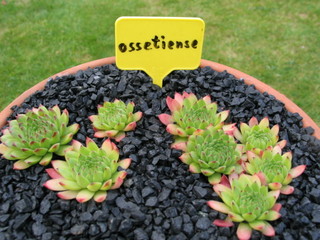 ossetiense