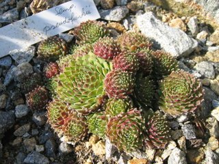 pseudofunkii