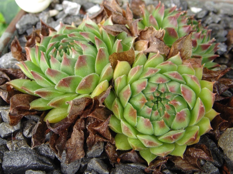 ossetiense