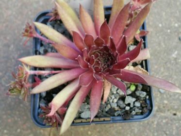 Korspelse Chyara