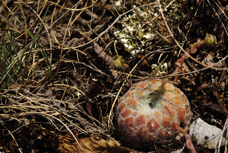 ciliosum x S. marmoreum from Lipova Livada (ü. d. Straße) 2