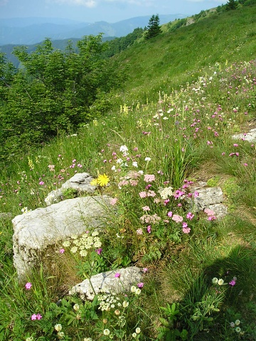 globiferum ssp. hirtum (preissianum) from Zvolen