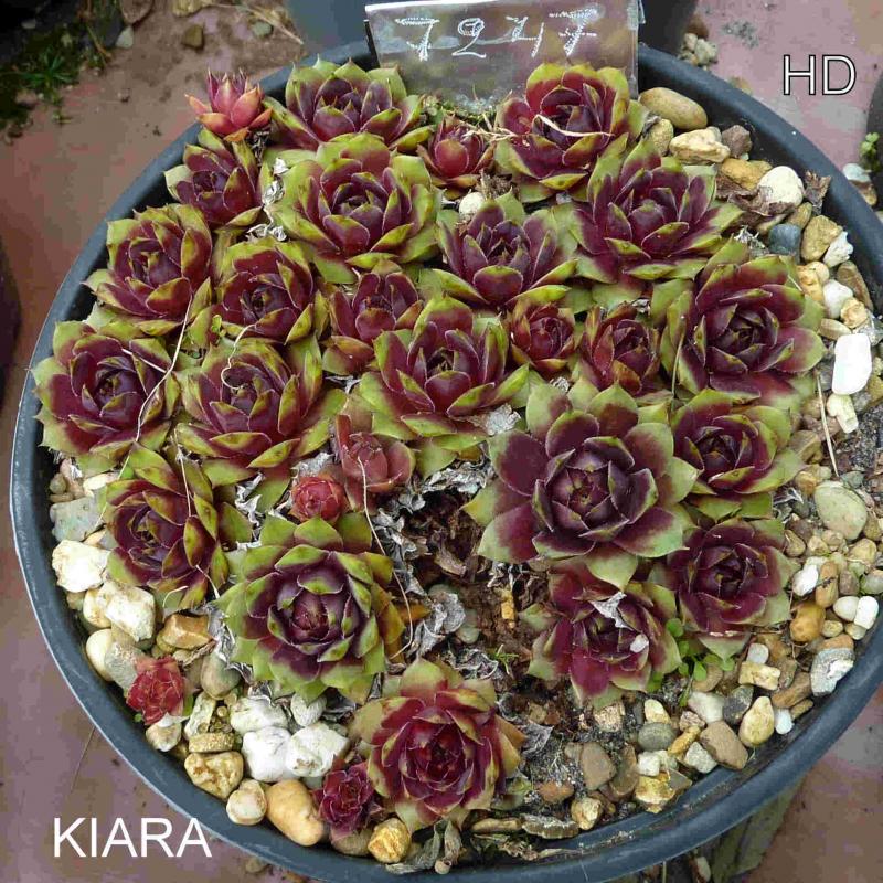 Kiara