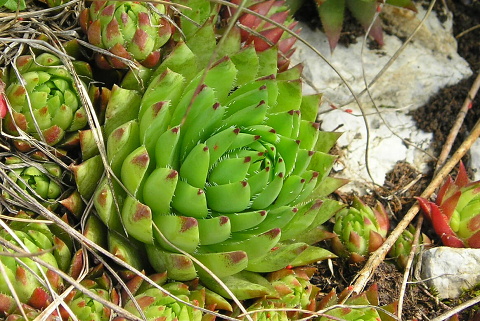 globiferum ssp. hirtum (preissianum) from Zvolen
