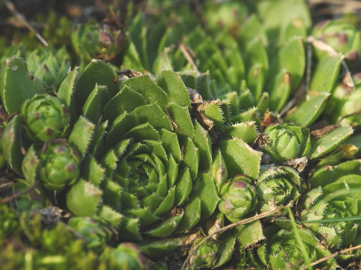 globiferum ssp. globiferum from Zlatá Hvězda