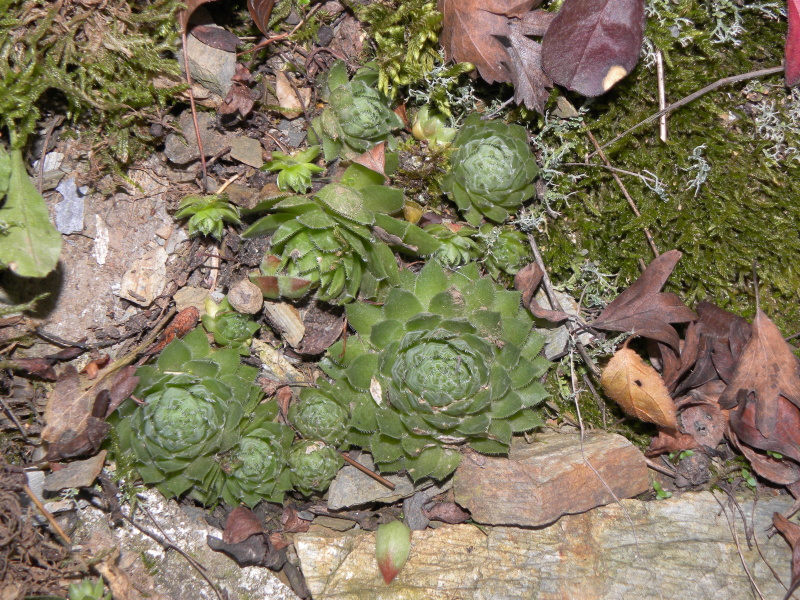 globiferum ssp. globiferum from Manětín, Vuršův mlýn