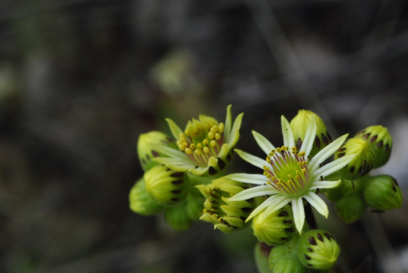 leucanthum from Molitvenata skala