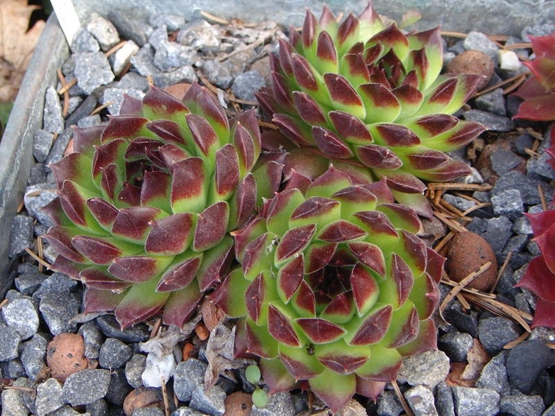 ossetiense