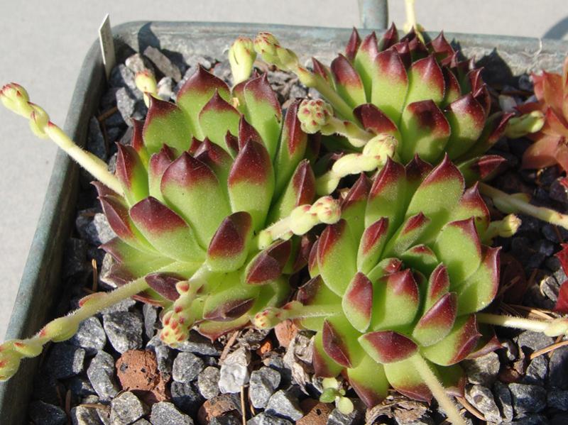 ossetiense