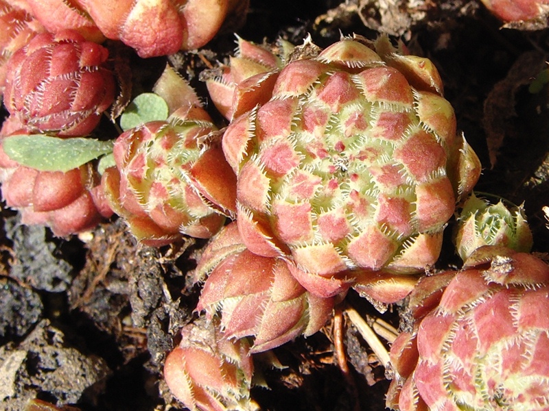 globiferum ssp. arenarium from "Erum Mor"