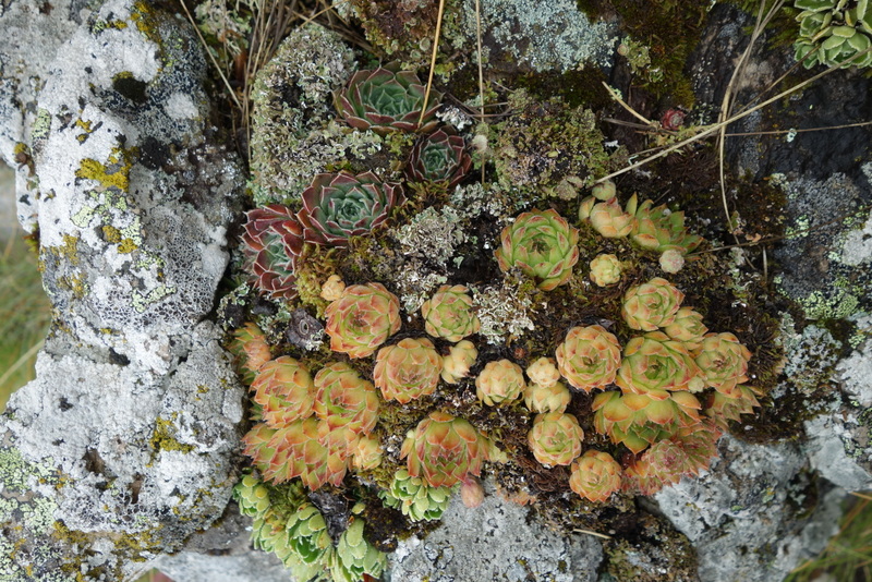 marmoreum cf. ssp. reginae-amaliae from Pliješ Mt.
