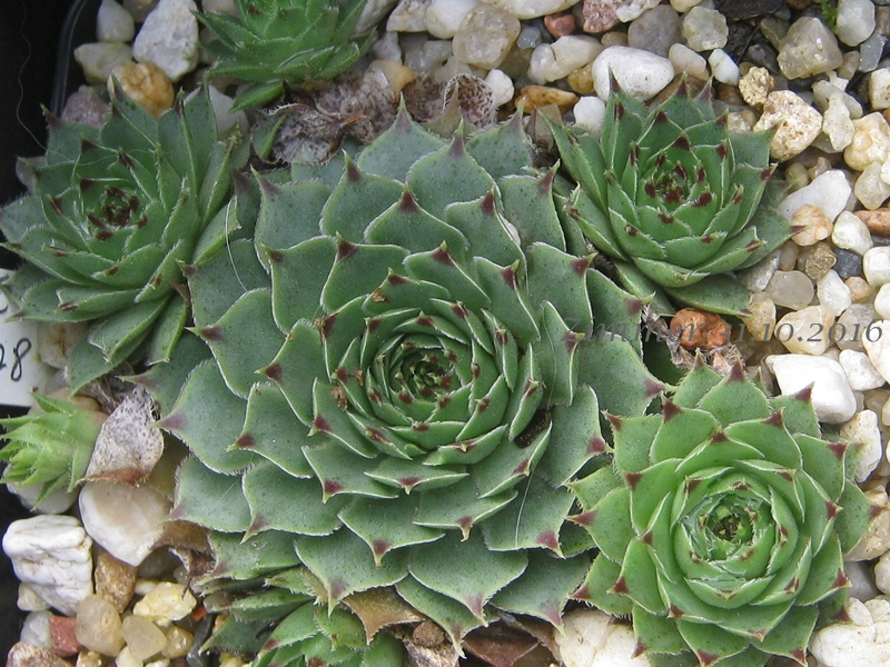 calcareum from Mont Ventoux, 880m
