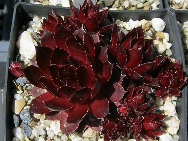 Aalrika