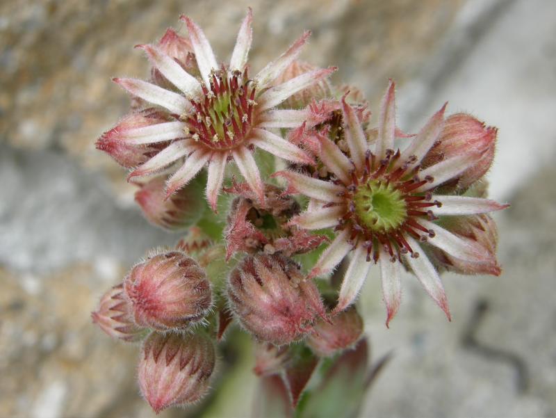 Aalrika