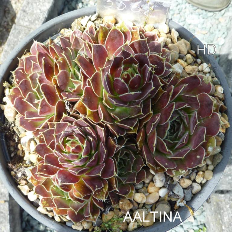Aaltina / Jovi