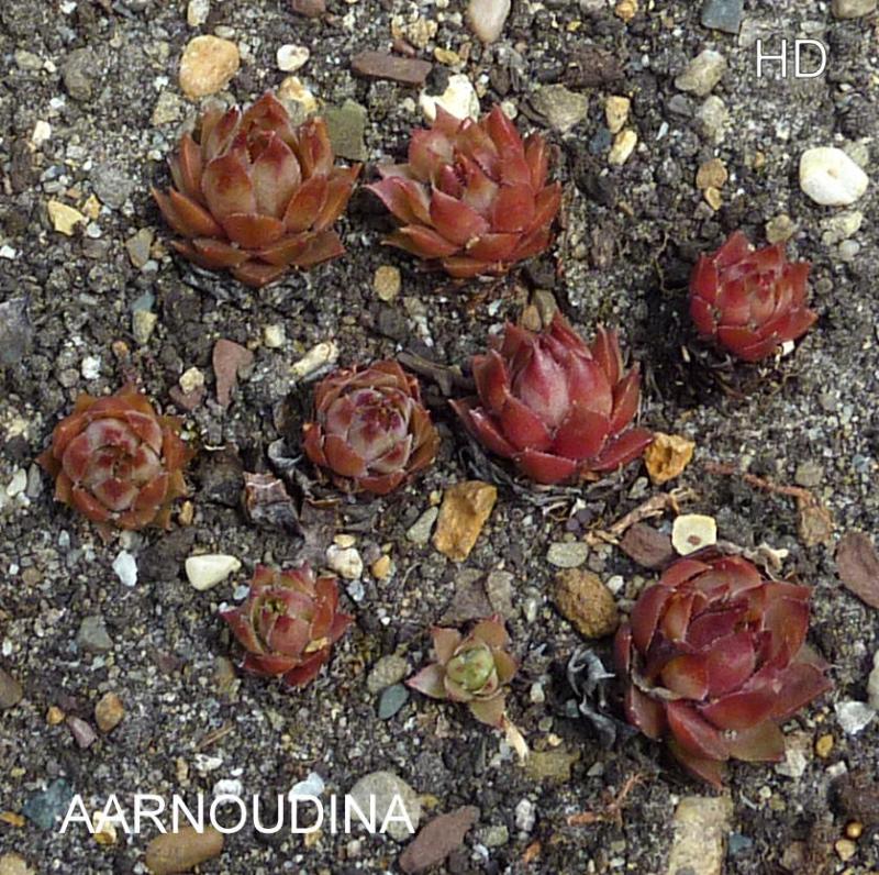 Aarnoudina