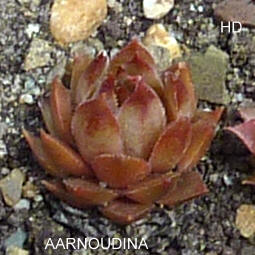 Aarnoudina