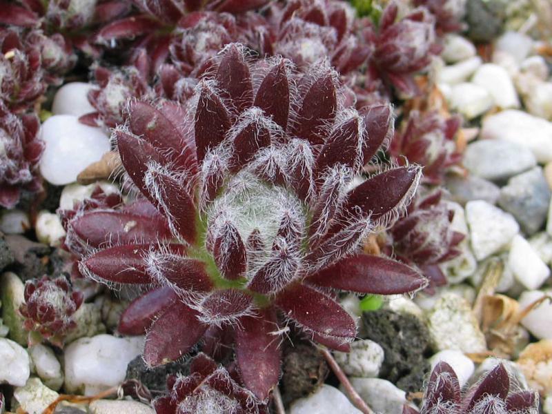 arachnoideum from Gran Paradiso