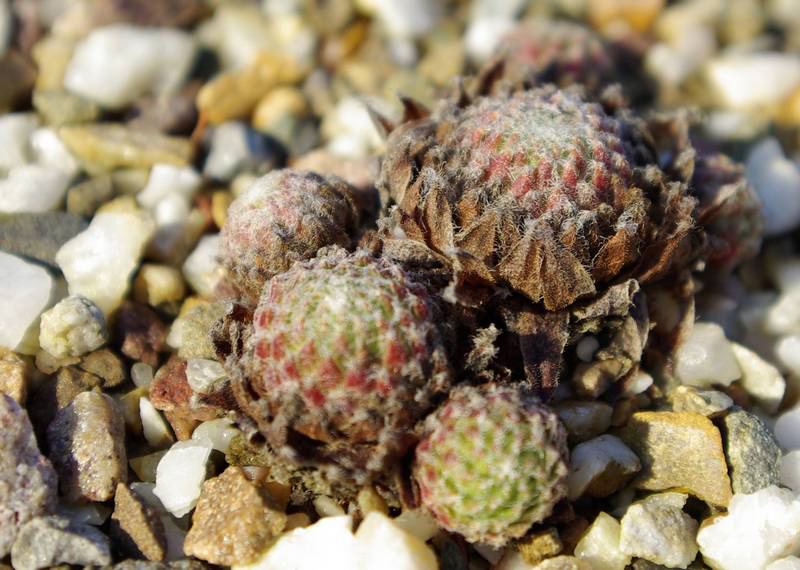 arachnoideum from Gran Paradiso