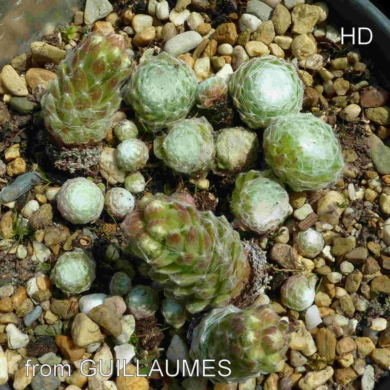 arachnoideum from Guillaumes