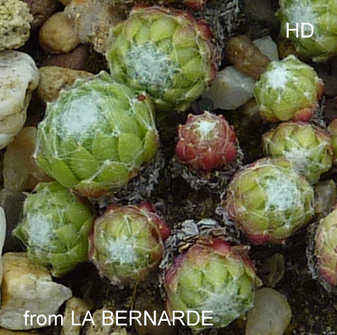 arachnoideum from La Bernarde