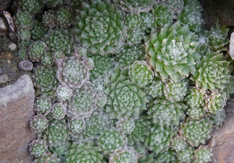 arachnoideum from Martelltal