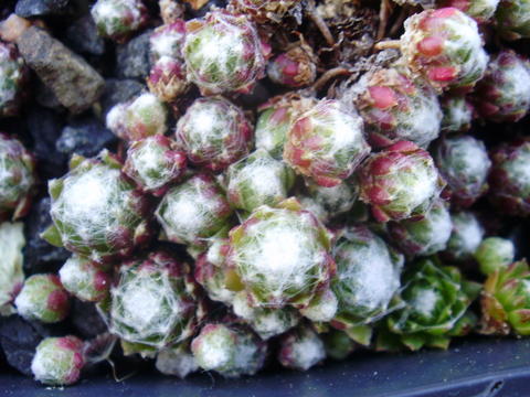 arachnoideum from Mercantour 1